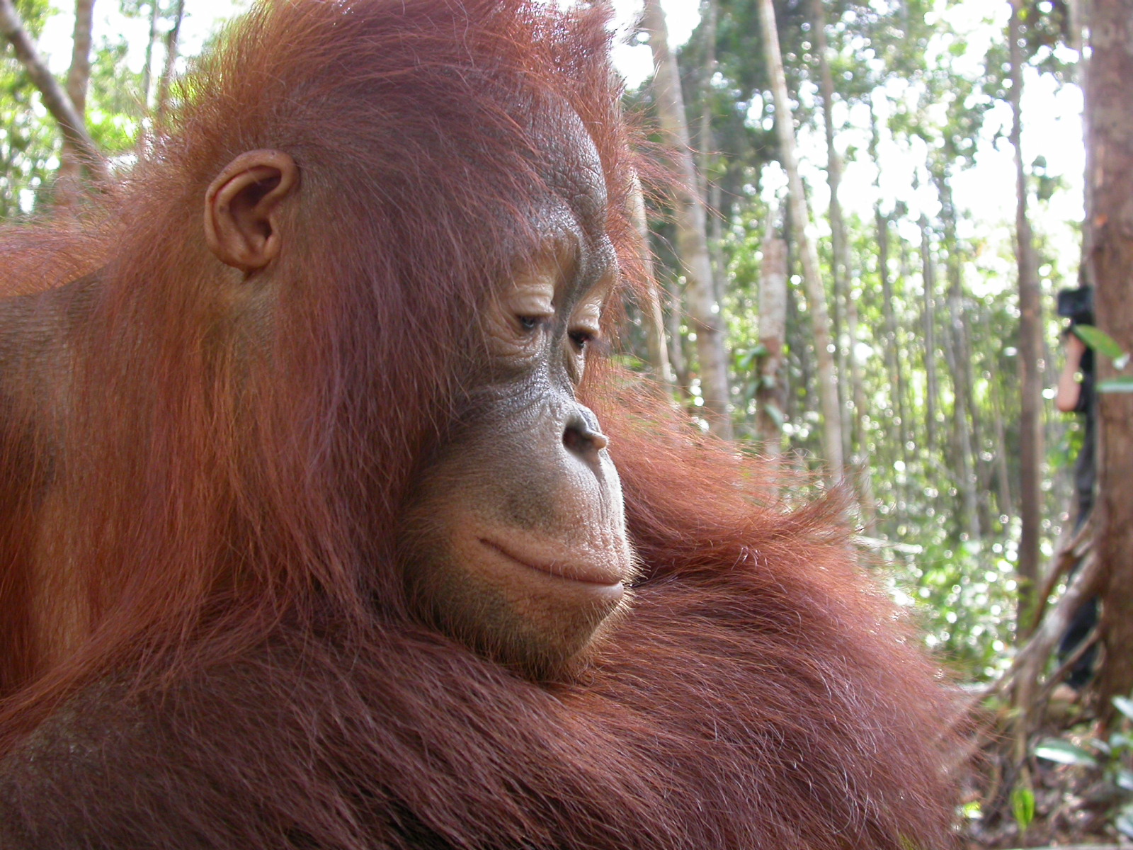 Porträt eines Orang-Utans im Regenwald von Borneo