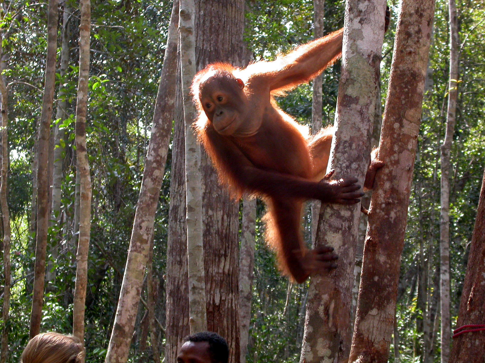 Junger Orang-Utan klettert zwischen den Bäumen