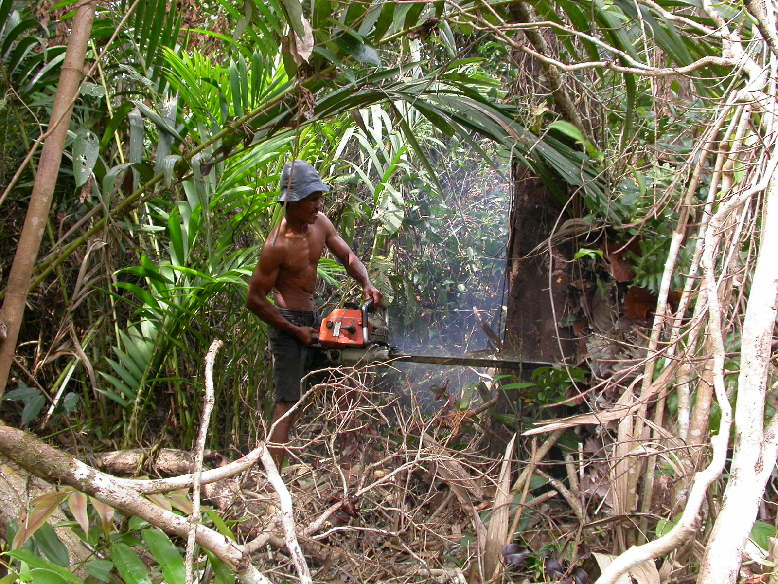 Mit der Kettensäge im Regenwald – illegale Rodung