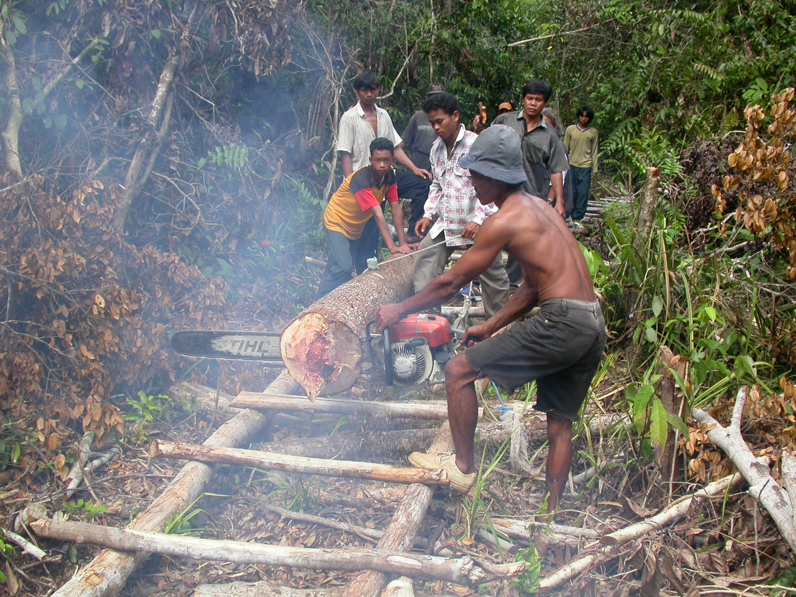 Abtransport des Holzes aus dem Urwald